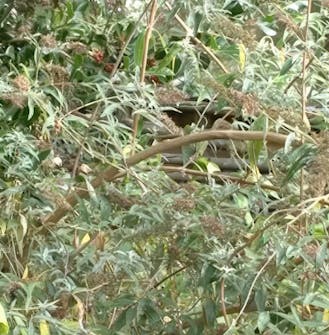 beskjæring sommerfuglbusk beskjæring sommerfuglbusk